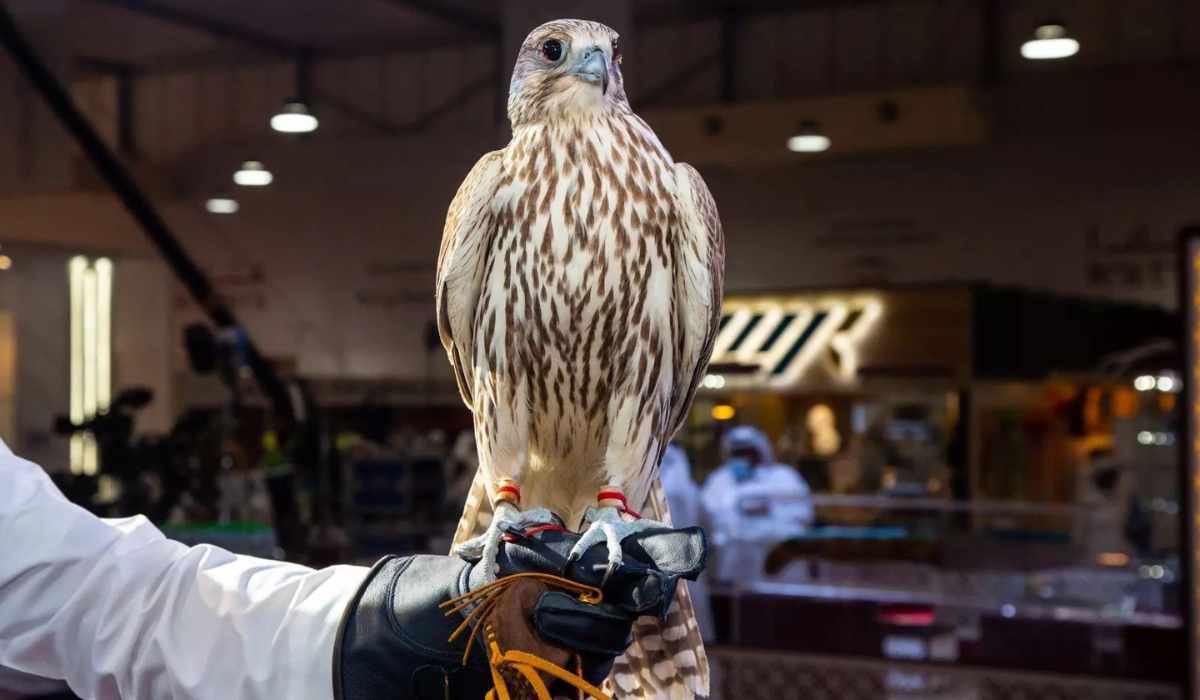 20 Falconers Qualify For Qatar International Falcons and Hunting Festival Finals